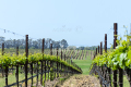 Système de tir vertical de vignoble