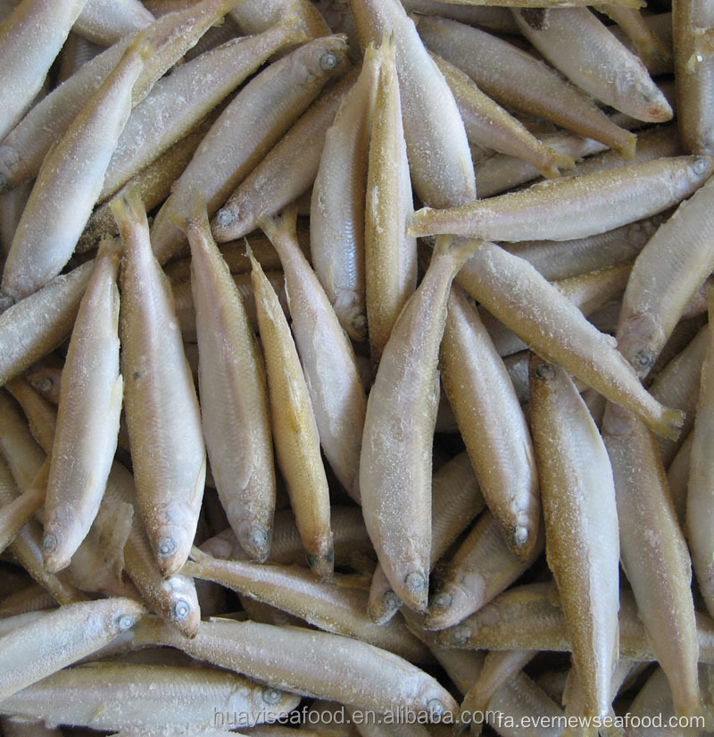 ماهی آب شیرین یخ زده کل حوض بوی