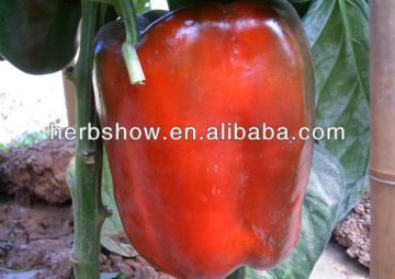Colourful Pepper seeds for Sale & sweet pepper seeds