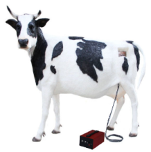 Artificial insemination training model for cattle