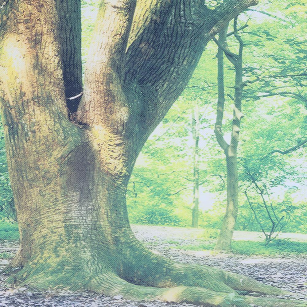 Fotobehang Waterproof Forest Nature