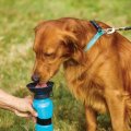 Alimentador portátil de la botella de agua del perro 500ML