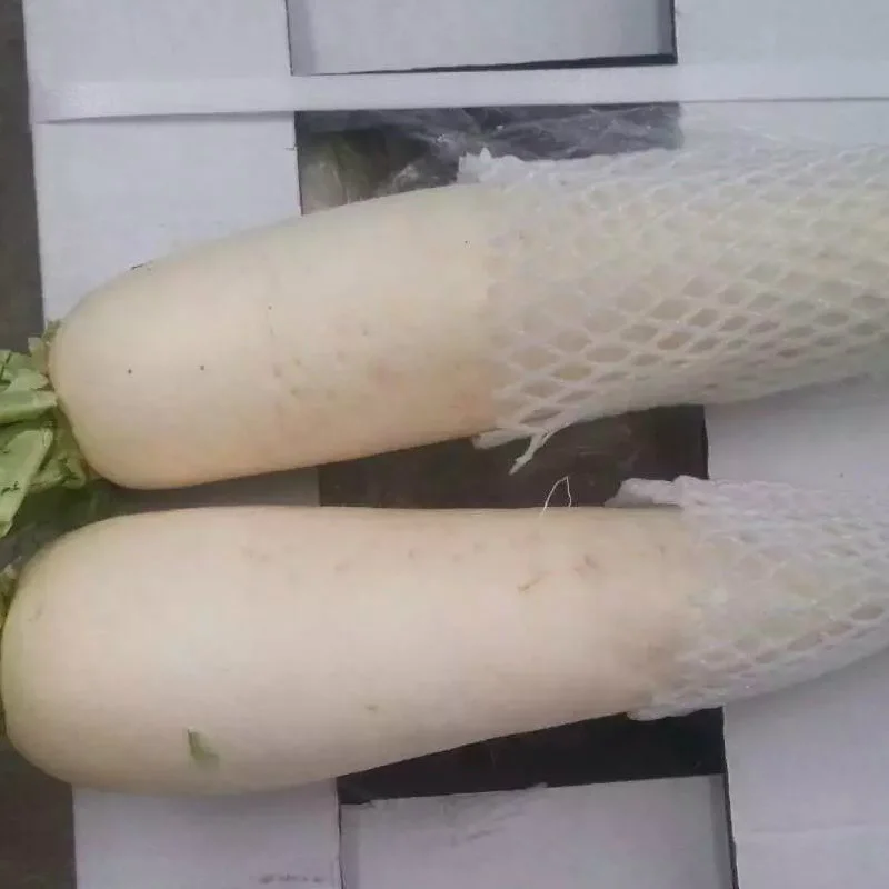 2018 New Crop Fresh White Radish