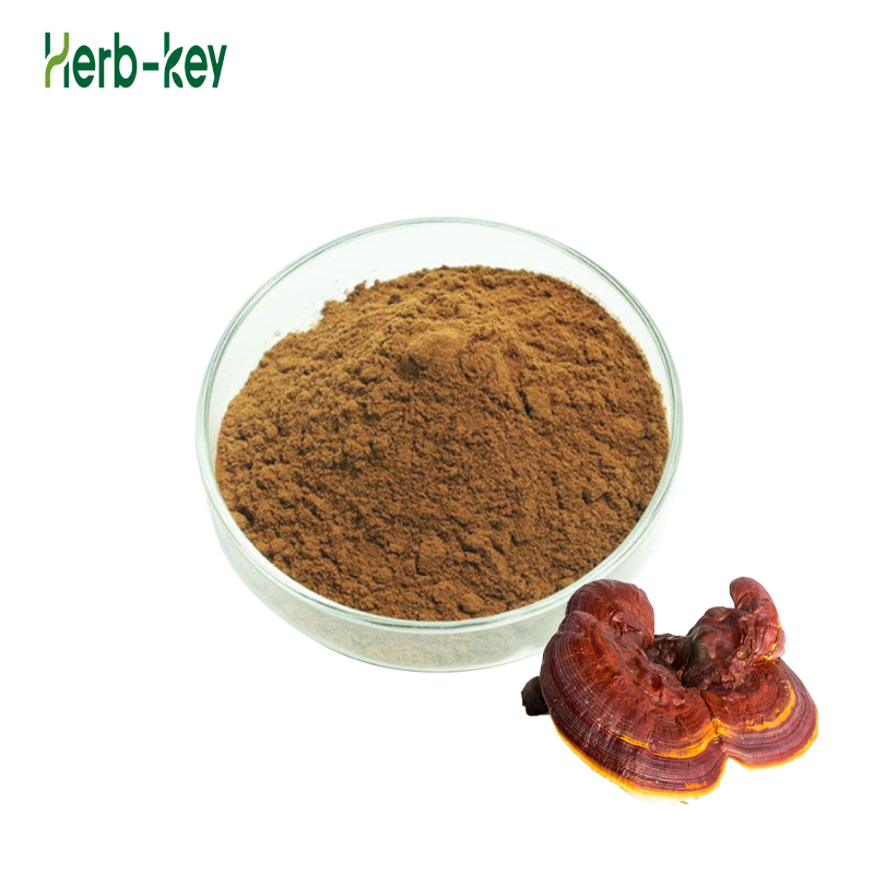 organic ganoderma lucidum extract bulk Powder