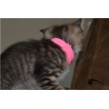 Anti-Mosquito Pet Pet Pet Collar Cat Safe Necklace