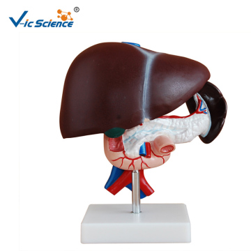Human Anatomy Liver Model Medica Science Model