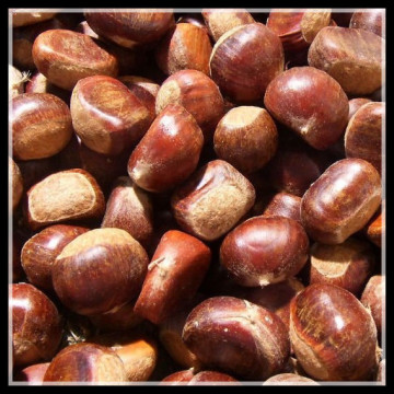 Chinese Fresh Chestnut in Hull, Wholesale Price