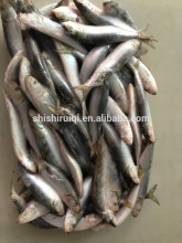 Ocean Seafoods Light Caught Frozen Sardine