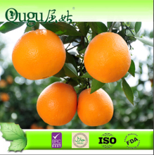 2014 Fresh navel orange