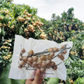 Tas datar tanpa dicetak kemasan meyak packaging buah