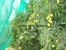 Fruit Tree Netting
