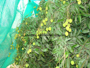 Fruit Tree Netting