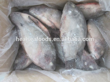 wholesale price whole frozen tilapia fish