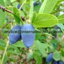 Lonicera Extract