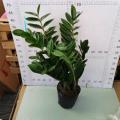 Zamioculcas zamiifolia 180# factory