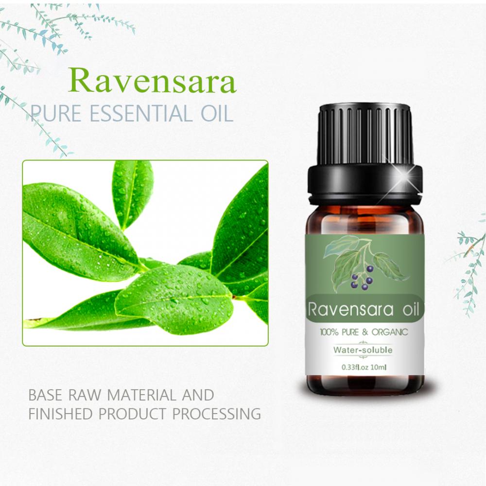Fragrância de perfume Pure Ravensara, por atacado, óleo essencial