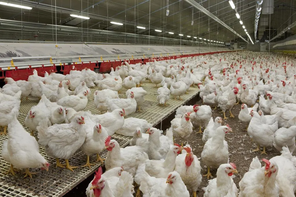 Meat Chicken Farm Lighting / Chicken Farm Equipment / Poultry LED Lighting