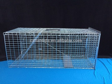 Collapsible animal cage trap to trap fox, fox cage trap