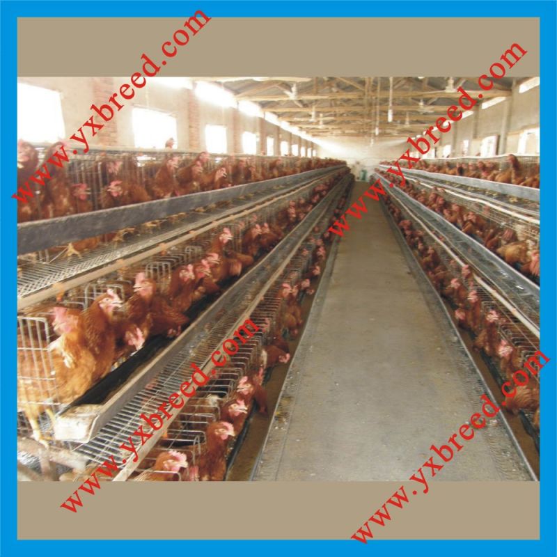 Poultry Farming Equipment for Chicken Layers