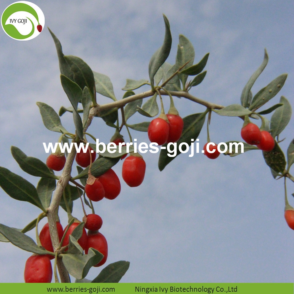 Bio-zertifizierte Wolfsbeere Organic Certificated Wolfberry