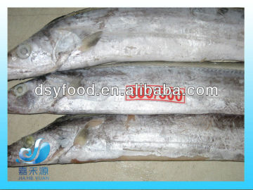 FROZEN RIBBONFISH STEAK/HAIRTAIL STEAK/ WHOLE ROUND