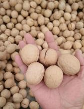 New Crop Walnut Inshell Xinjiang Origin