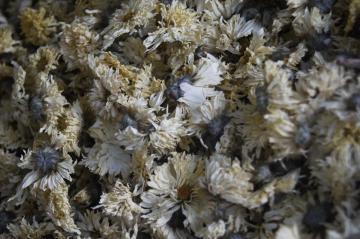 Dried Chrysanthemum Flower Herbal Tea