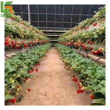 Vertical Strawberry Hydroponic Systems for Sale