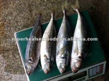 Individual Quick Freezing Fish Horse mackerel