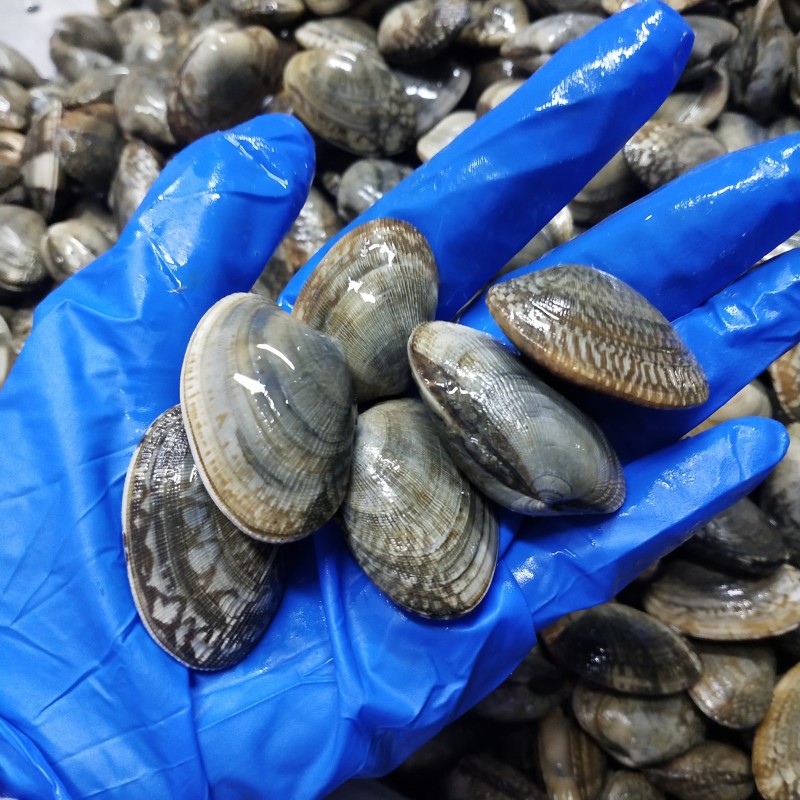 gorąca wyprzedaż zamrożona skorupa Cała małże