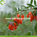 ผลไม้ซัพพลายผลไม้จำนวนมากเกรด B Goji Berry