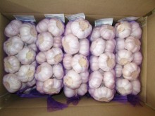 Common Garlic Regular Hybrid Normal White Garlic 5.5cm