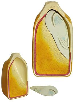 Anatomy model of corn kernels