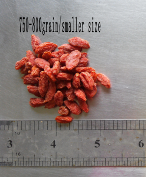 GOJI BERRY SMALLEST SIZE CHINESE ORIGIN SUPPLY