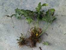 Valuable medicinal plants coptis