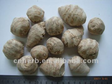 Dried Rhizoma Sparganii,Sparganium stoloniferum,Scirpus fluviatilis,Burreed,River bulrush,Baicalin,San leng,Sanleng