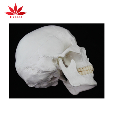 Life Size Skull Model with Removable Teeth - Educational Anatomy Supply