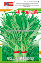 High Quality Water Spinach Swamp Cabbage Seeds Leafy Vegetable Seeds for planting-Small Leaf Water Spinach