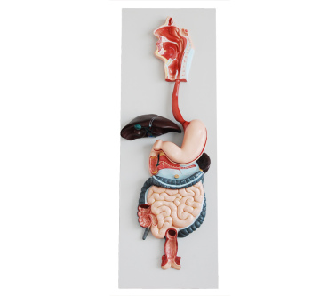 Human Digestive System Model