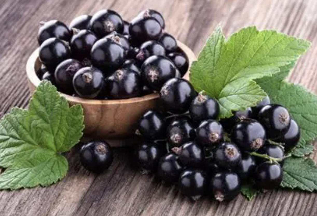 Proveedor de polvo de grosella negra Blackcurrant Powder Supplier