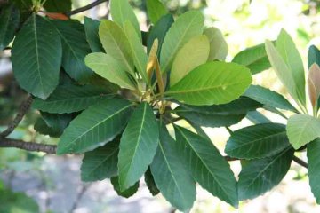 Herb Eriobotryae Folium loquat leaf folium eriobotryae