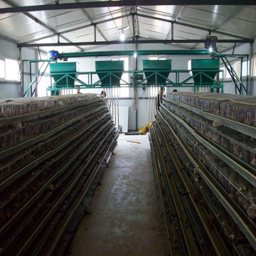 Chicken cages with Management System