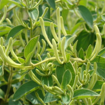 Wild organic honeysuckle oil