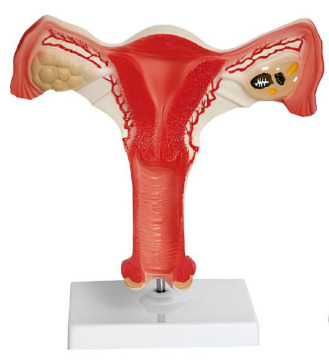 Anatomical model of uterus