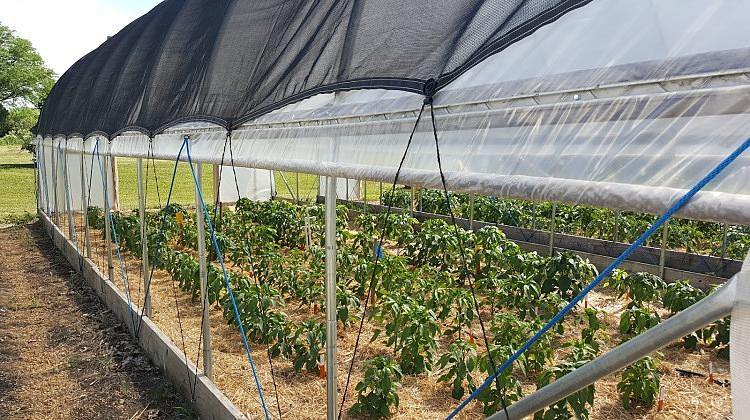 Shade-Cloth-For-Greenhouse