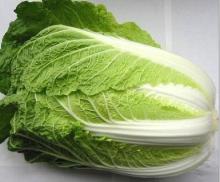 Fresh Cabbage