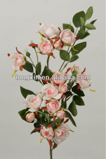 pink rose cabbage flowers 27353N