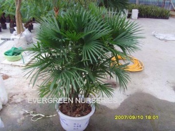 Rhapis multifida burr