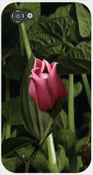 Mobile Phone Sticker?