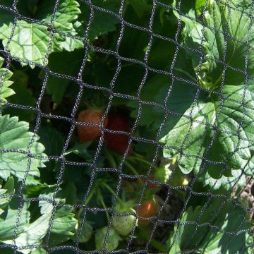 Strawberry Protective Planting Cage Net